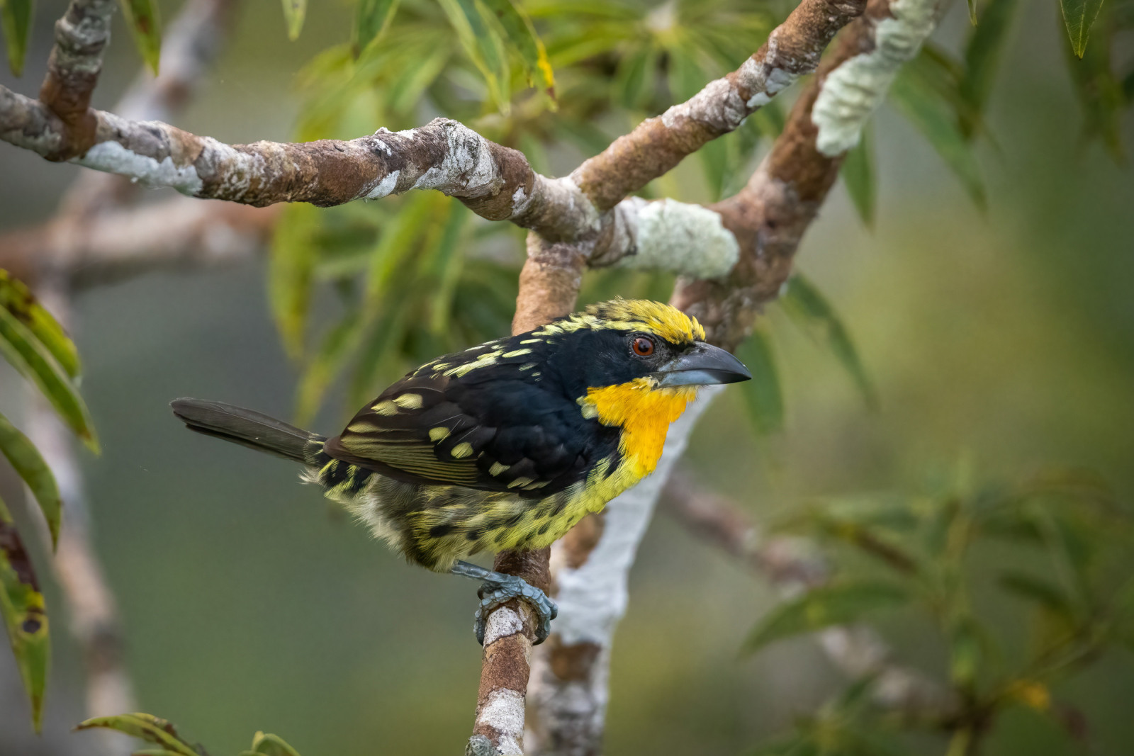 image Gilded Barbet